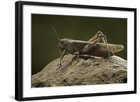 Anacridium Aegyptium (Egyptian Locust)-Paul Starosta-Framed Photographic Print