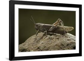 Anacridium Aegyptium (Egyptian Locust)-Paul Starosta-Framed Photographic Print