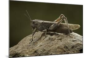 Anacridium Aegyptium (Egyptian Locust)-Paul Starosta-Mounted Photographic Print