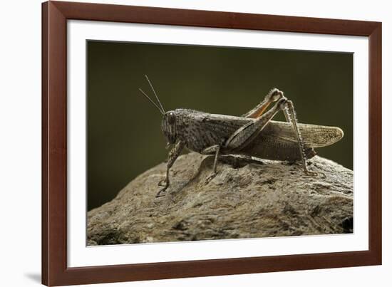 Anacridium Aegyptium (Egyptian Locust)-Paul Starosta-Framed Photographic Print