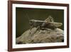 Anacridium Aegyptium (Egyptian Locust)-Paul Starosta-Framed Photographic Print