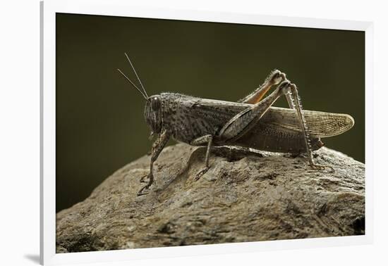 Anacridium Aegyptium (Egyptian Locust)-Paul Starosta-Framed Photographic Print