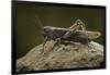 Anacridium Aegyptium (Egyptian Locust)-Paul Starosta-Framed Photographic Print