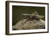 Anacridium Aegyptium (Egyptian Locust)-Paul Starosta-Framed Photographic Print