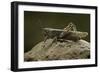 Anacridium Aegyptium (Egyptian Locust)-Paul Starosta-Framed Photographic Print