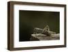 Anacridium Aegyptium (Egyptian Locust)-Paul Starosta-Framed Photographic Print