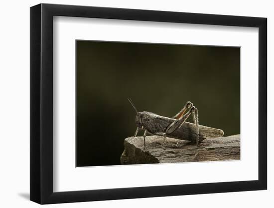 Anacridium Aegyptium (Egyptian Locust)-Paul Starosta-Framed Photographic Print