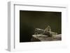 Anacridium Aegyptium (Egyptian Locust)-Paul Starosta-Framed Photographic Print