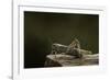 Anacridium Aegyptium (Egyptian Locust)-Paul Starosta-Framed Photographic Print