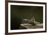 Anacridium Aegyptium (Egyptian Locust)-Paul Starosta-Framed Photographic Print