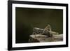 Anacridium Aegyptium (Egyptian Locust)-Paul Starosta-Framed Photographic Print