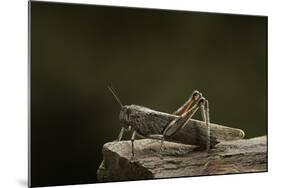 Anacridium Aegyptium (Egyptian Locust)-Paul Starosta-Mounted Photographic Print