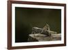 Anacridium Aegyptium (Egyptian Locust)-Paul Starosta-Framed Photographic Print