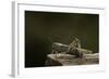 Anacridium Aegyptium (Egyptian Locust)-Paul Starosta-Framed Photographic Print