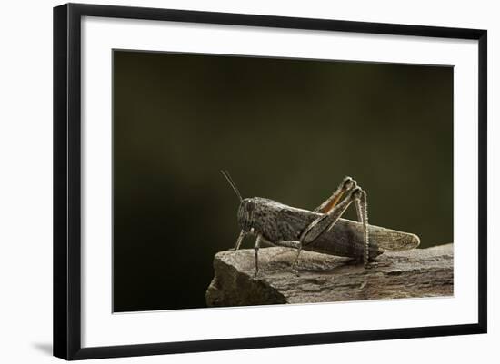 Anacridium Aegyptium (Egyptian Locust)-Paul Starosta-Framed Photographic Print