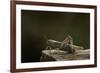 Anacridium Aegyptium (Egyptian Locust)-Paul Starosta-Framed Photographic Print