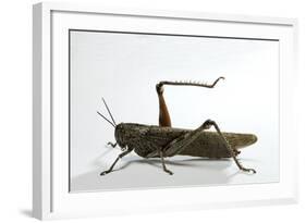 Anacridium Aegyptium (Egyptian Locust)-Paul Starosta-Framed Photographic Print