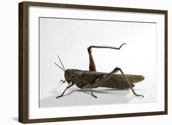 Anacridium Aegyptium (Egyptian Locust)-Paul Starosta-Framed Photographic Print