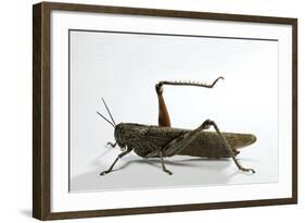 Anacridium Aegyptium (Egyptian Locust)-Paul Starosta-Framed Photographic Print