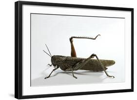 Anacridium Aegyptium (Egyptian Locust)-Paul Starosta-Framed Photographic Print