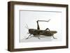 Anacridium Aegyptium (Egyptian Locust)-Paul Starosta-Framed Photographic Print