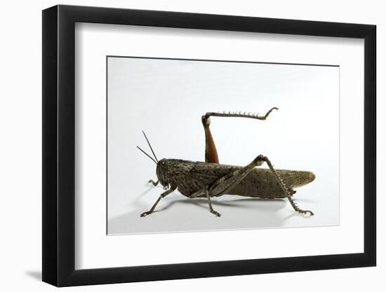 Anacridium Aegyptium (Egyptian Locust)-Paul Starosta-Framed Photographic Print