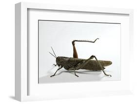 Anacridium Aegyptium (Egyptian Locust)-Paul Starosta-Framed Photographic Print