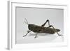 Anacridium Aegyptium (Egyptian Locust)-Paul Starosta-Framed Photographic Print