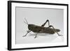 Anacridium Aegyptium (Egyptian Locust)-Paul Starosta-Framed Photographic Print