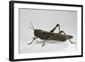 Anacridium Aegyptium (Egyptian Locust)-Paul Starosta-Framed Photographic Print