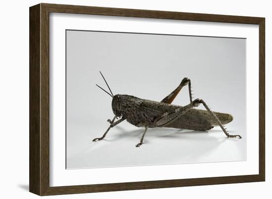 Anacridium Aegyptium (Egyptian Locust)-Paul Starosta-Framed Photographic Print