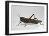 Anacridium Aegyptium (Egyptian Locust)-Paul Starosta-Framed Photographic Print