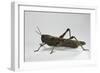 Anacridium Aegyptium (Egyptian Locust)-Paul Starosta-Framed Photographic Print