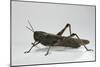 Anacridium Aegyptium (Egyptian Locust)-Paul Starosta-Mounted Photographic Print