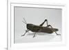 Anacridium Aegyptium (Egyptian Locust)-Paul Starosta-Framed Photographic Print