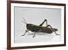 Anacridium Aegyptium (Egyptian Locust)-Paul Starosta-Framed Photographic Print