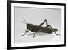 Anacridium Aegyptium (Egyptian Locust)-Paul Starosta-Framed Photographic Print