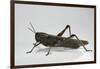 Anacridium Aegyptium (Egyptian Locust)-Paul Starosta-Framed Photographic Print