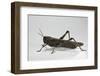 Anacridium Aegyptium (Egyptian Locust)-Paul Starosta-Framed Photographic Print