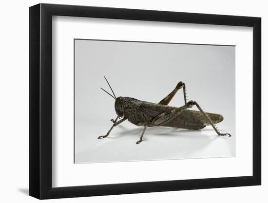 Anacridium Aegyptium (Egyptian Locust)-Paul Starosta-Framed Photographic Print