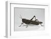 Anacridium Aegyptium (Egyptian Locust)-Paul Starosta-Framed Photographic Print