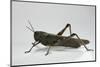 Anacridium Aegyptium (Egyptian Locust)-Paul Starosta-Mounted Photographic Print