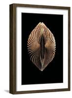 Anadara Sp.-Paul Starosta-Framed Photographic Print