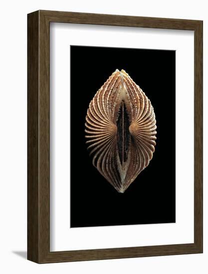 Anadara Sp.-Paul Starosta-Framed Photographic Print