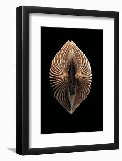 Anadara Sp.-Paul Starosta-Framed Photographic Print