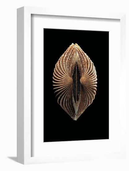 Anadara Sp.-Paul Starosta-Framed Photographic Print