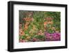 Anaeho'omalu Bay, Kohala Coast, Big Island, Hawaii, USA-Stuart Westmorland-Framed Photographic Print