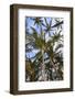 Anaeho'omalu Bay, Kohala Coast, Big Island, Hawaii, USA-Stuart Westmorland-Framed Photographic Print