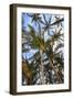 Anaeho'omalu Bay, Kohala Coast, Big Island, Hawaii, USA-Stuart Westmorland-Framed Photographic Print