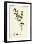 Anagallis Arvensis Var. Phoenicia Scarlet Pimpernel-null-Framed Giclee Print